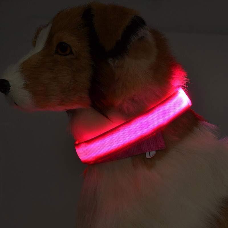 Collare LED per Cani - Luminoso e Impermeabile per Passeggiate Notturne